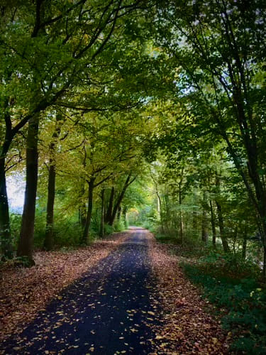 A paved road with fallen orange leaves to each side framed by lush green treas left and right